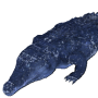crocodile_snow.png